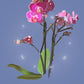 Orchid Breeze