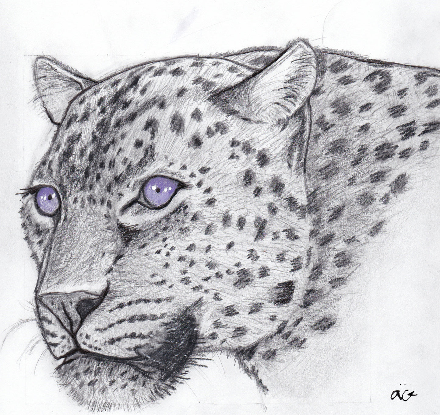 Purple Haze Eyes Jaguar